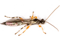 Schizopyga frigida